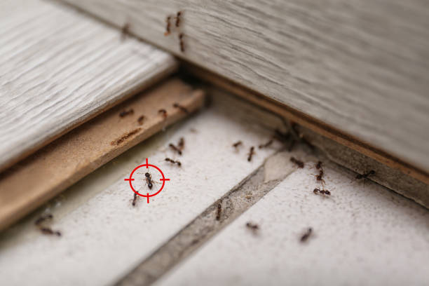 Spider Control Near Me in Mccaysville, GA