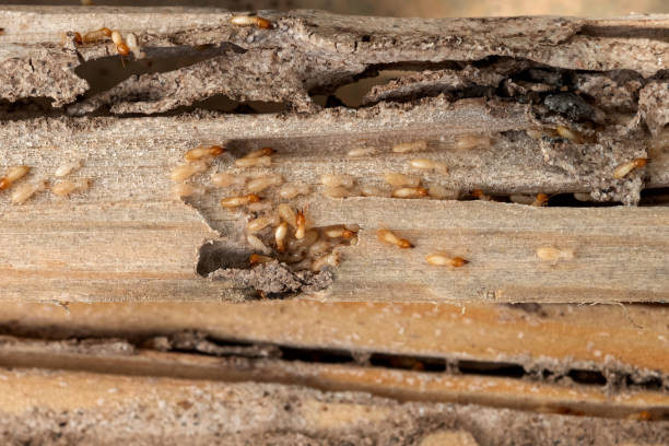 Best Termite Control Services  in Mccaysville, GA